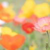 薫風に謳うポピー