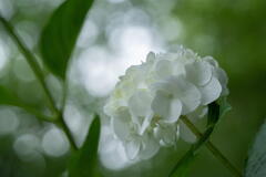 神戸市立森林植物園　紫陽花盛ん　その２