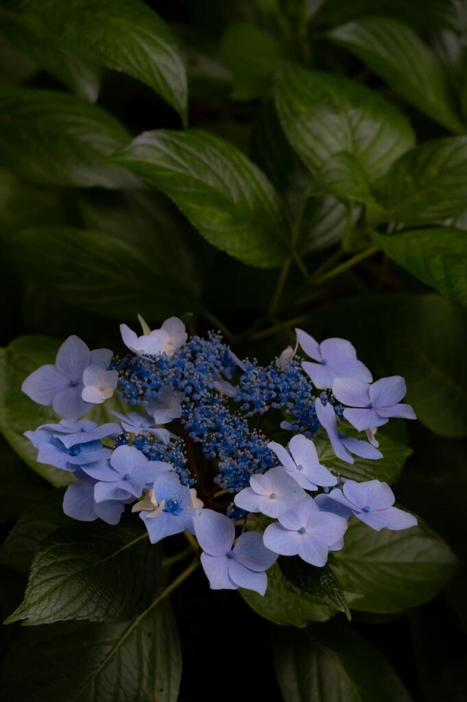 神戸市立森林植物園　紫陽花盛ん　その１