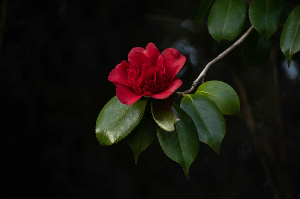 須磨離宮公園　紅椿