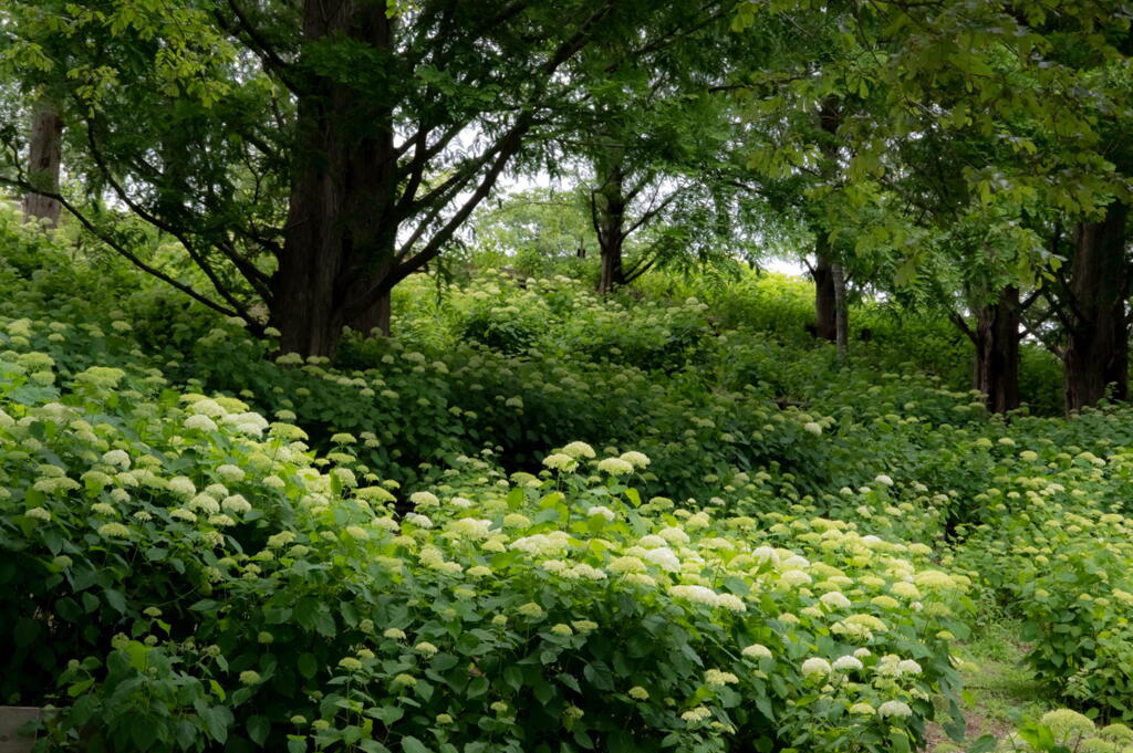 神戸市立森林植物園　アナベルの白い花　その３