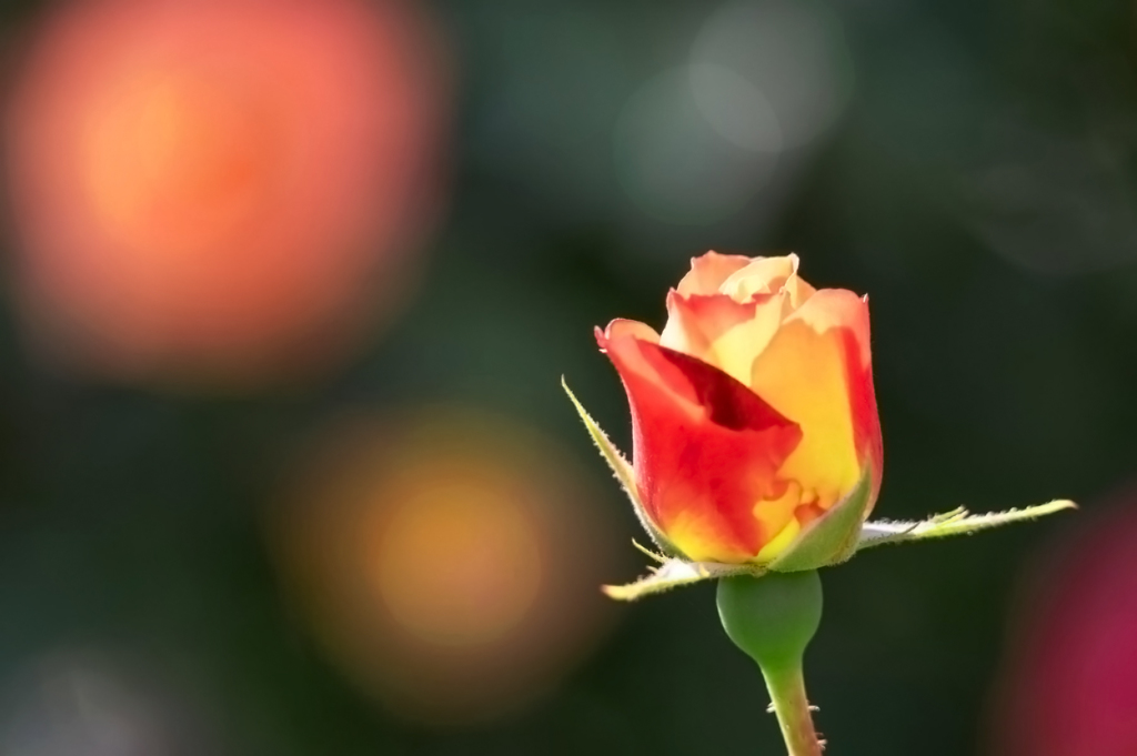 離宮公園の薔薇　その３