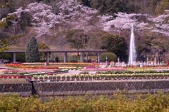 休園間際の兵庫県立フラワーセンター　その１　四季の花壇