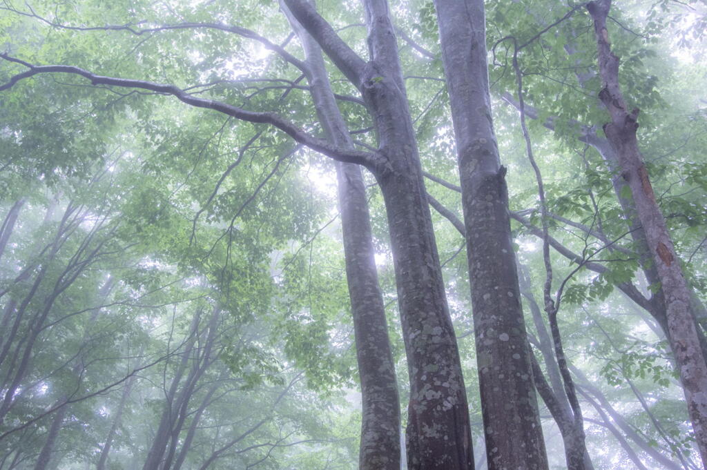 青森県 八甲田山 霧のブナ林 その２