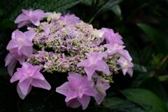 神戸市立森林植物園　紫陽花の名残り　その４