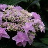 神戸市立森林植物園　紫陽花の名残り　その４
