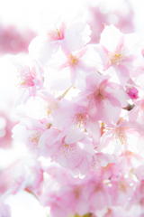 河津桜 カメラ女子風