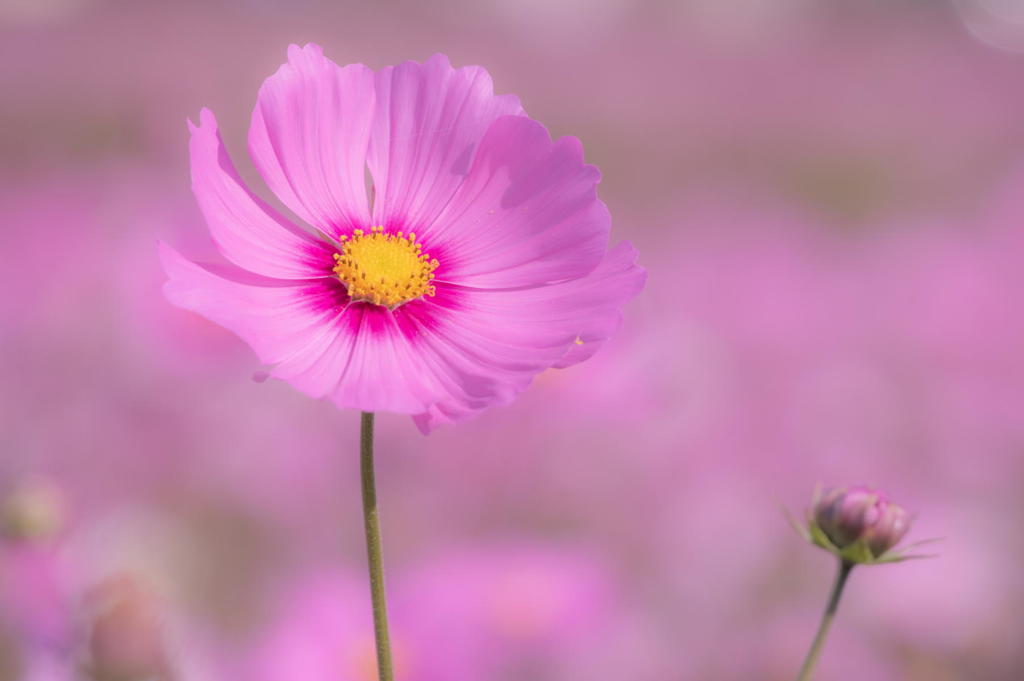 薄紅色の花