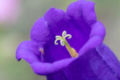 明石海峡公園　花三色　その１　フウリンソウ