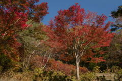 神戸森林植物園　欅の紅葉