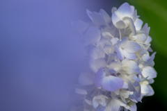 森林植物園の紫陽花