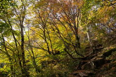 兵庫県の最高峰氷ノ山 東尾根の紅葉(横構図)