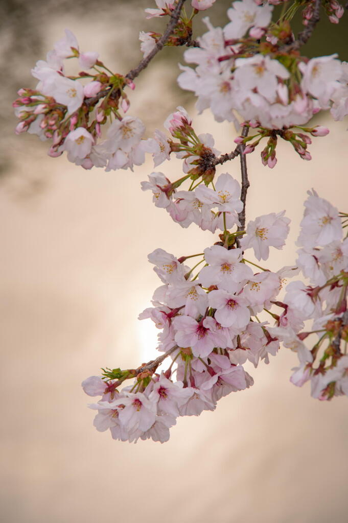 姫路城界隈　その１　桜咲く