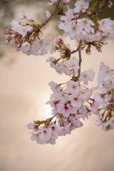 姫路城界隈　その１　桜咲く