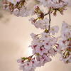 姫路城界隈　その１　桜咲く