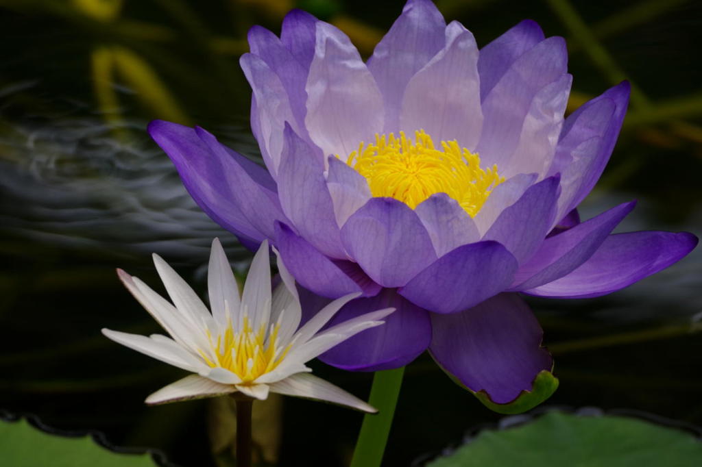 水蓮　神戸どうぶつ王国