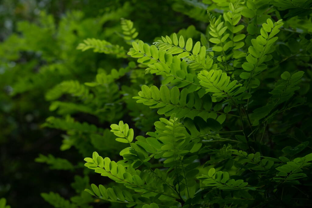 森林植物園　6/28の色　その２