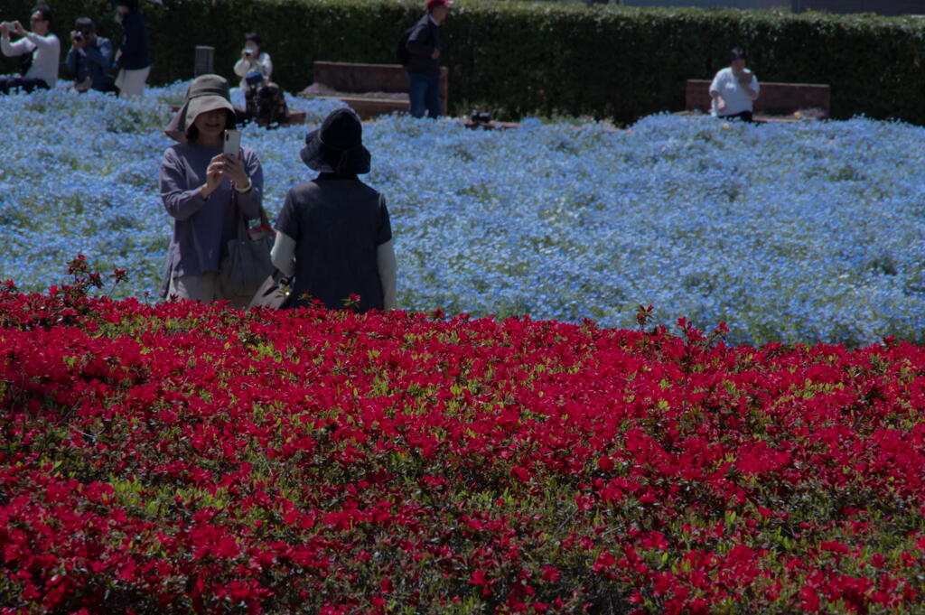 ひまわりの丘公園 ネモフィラ-2