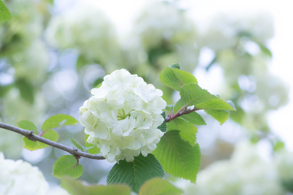 １ヶ月版　６月　森林植物園のコデマリ(小手毬)