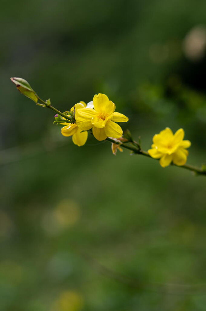 神戸市立森林植物園　ウンナイオウバイ
