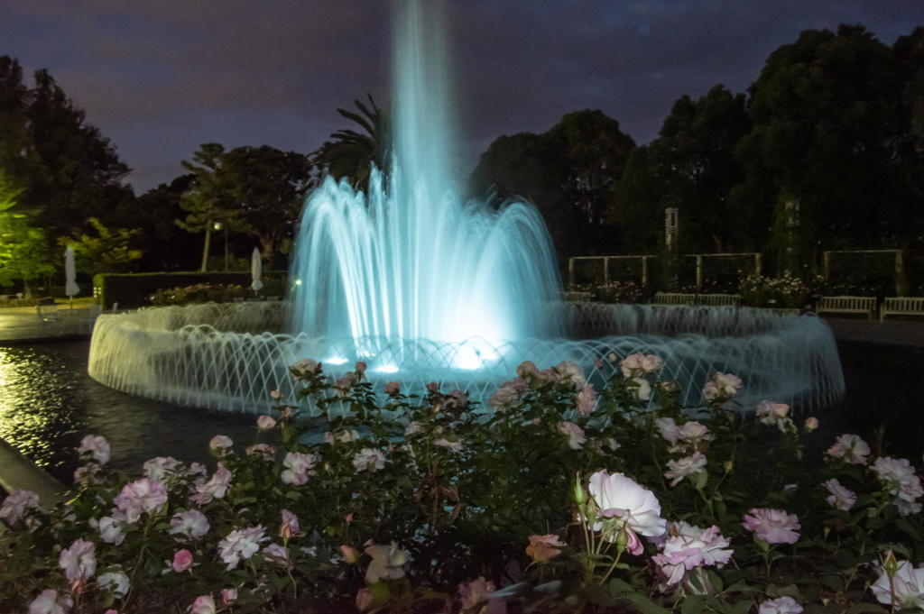 2018 秋薔薇フェス 離宮公園