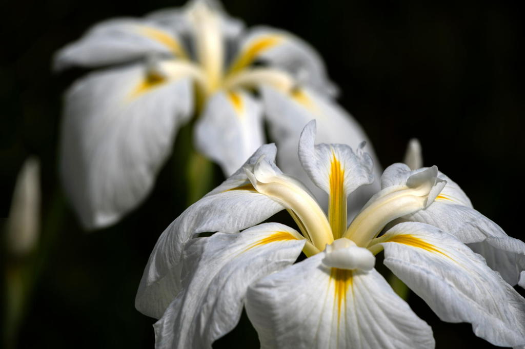 離宮の花菖蒲　白鷺風