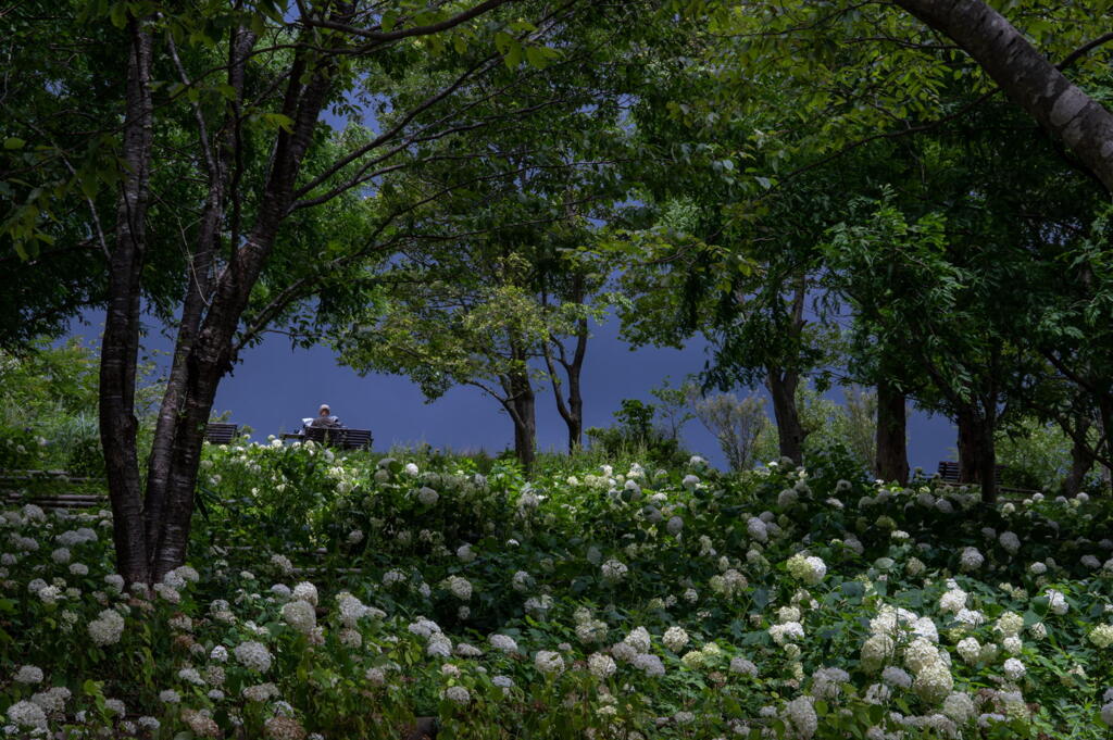 神戸市立森林植物園　紫陽花の木陰