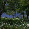 神戸市立森林植物園　紫陽花の木陰