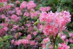 神戸市立森林植物園 春 ピンクのシャクナゲ