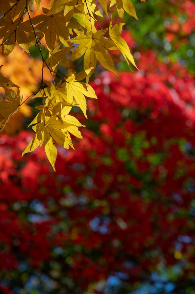 紅葉のパレット