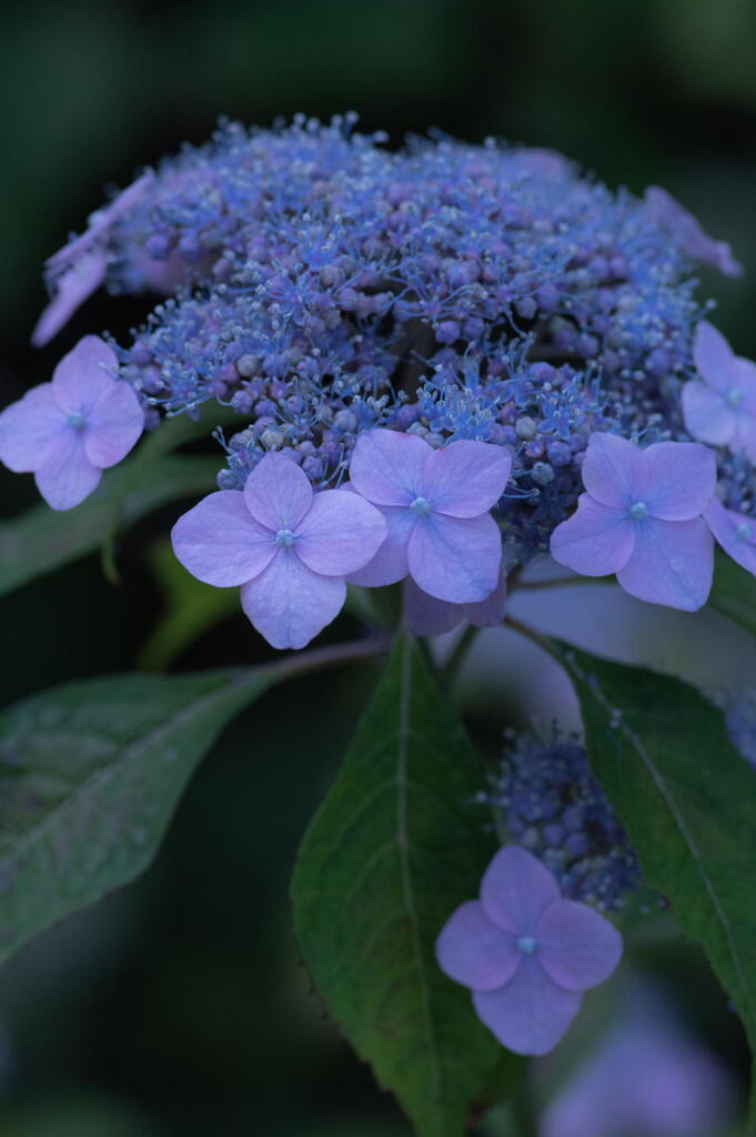 神戸市立森林植物園　紫陽花　その１