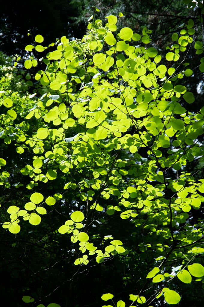 神戸森林植物園　輝け緑！　その２