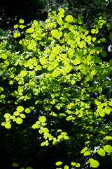 神戸森林植物園　輝け緑！　その２
