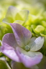 森林植物園の紫陽花　その４