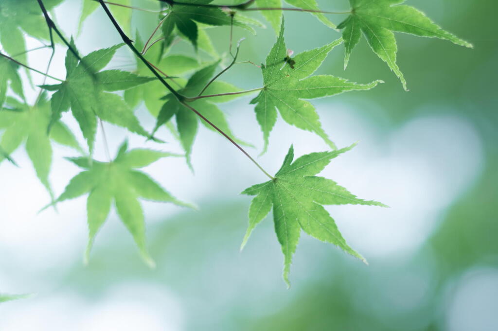 神戸市立森林植物園　新緑三態　その１　モミジ