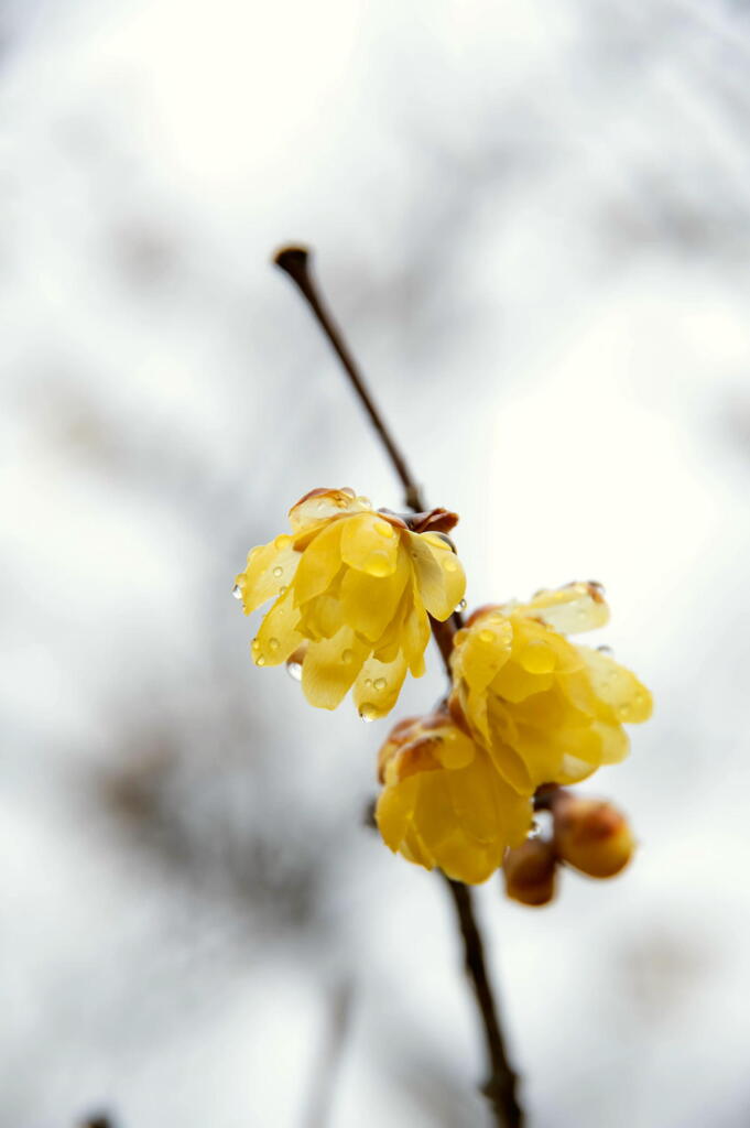 神戸市立森林植物園　蝋梅　その２