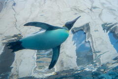 旭山動物園　飛ぶペンギン　その２