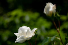 兵庫県立フラワーセンター　白薔薇