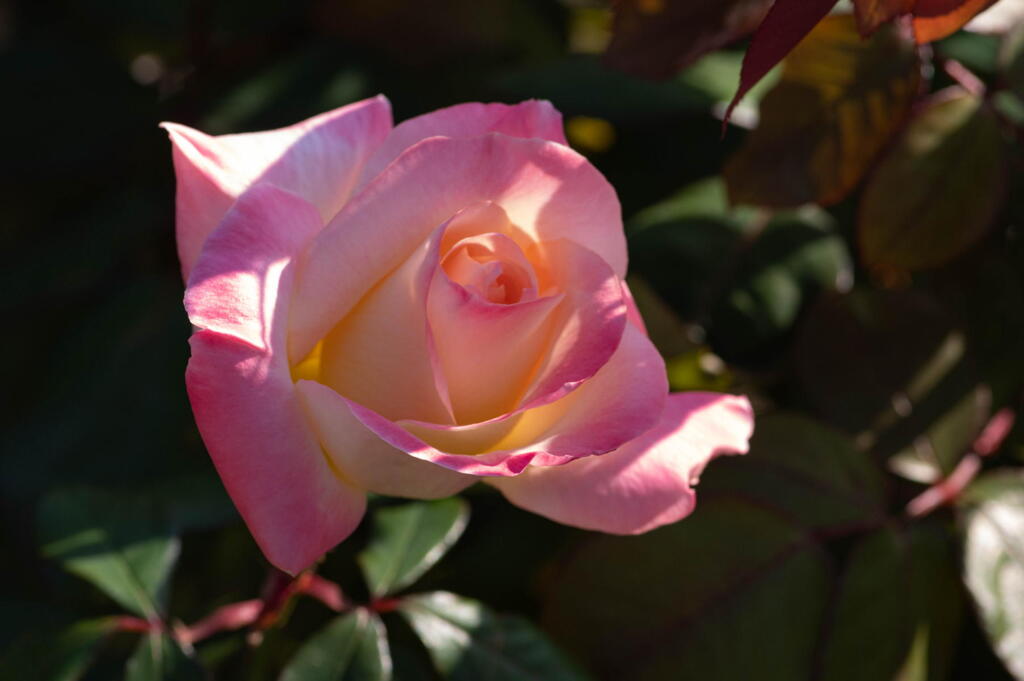 秋薔薇　ダイアナ妃の微笑み