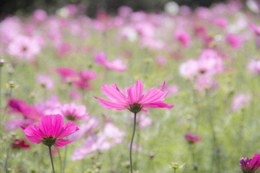 淡路のコスモス　咲き誇る秋桜