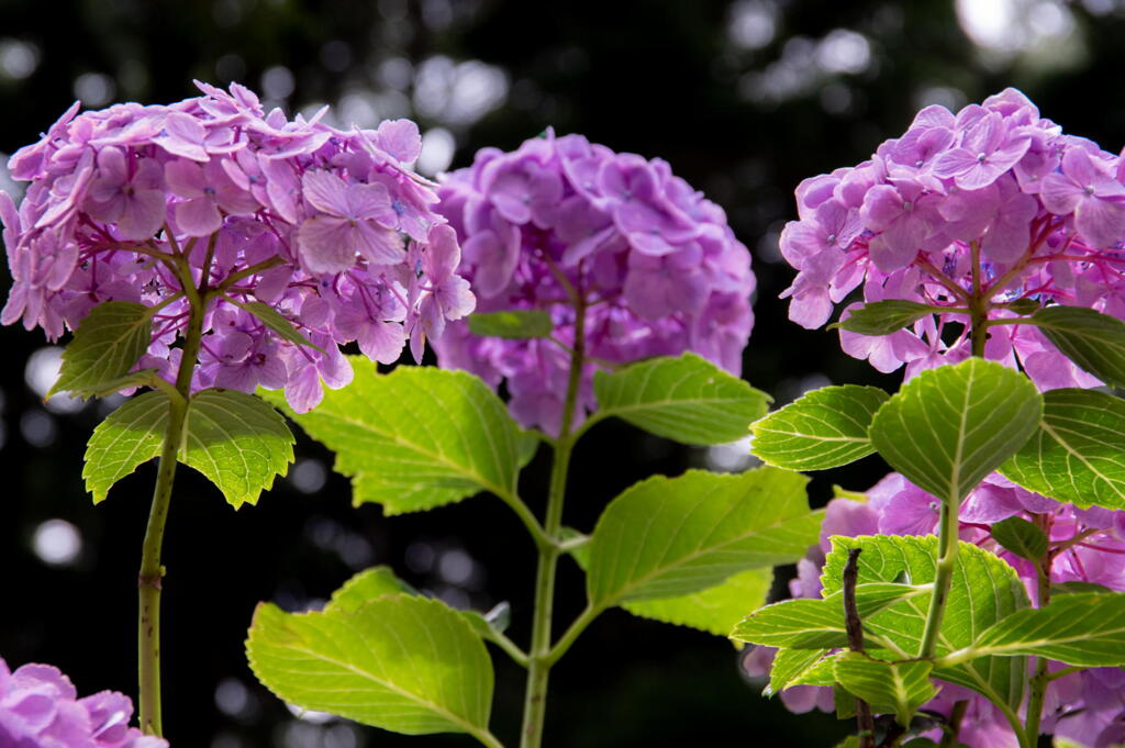 神戸市立森林植物園　紫陽花咲き誇る