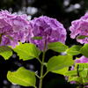 神戸市立森林植物園　紫陽花咲き誇る