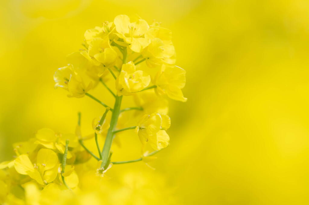 兵庫県立フラワーセンター　菜の花