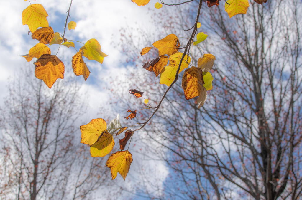 神戸市立森林植物園　残り葉、秋風に揺れる