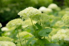 神戸市立森林植物園　アナベルの白い花　その２