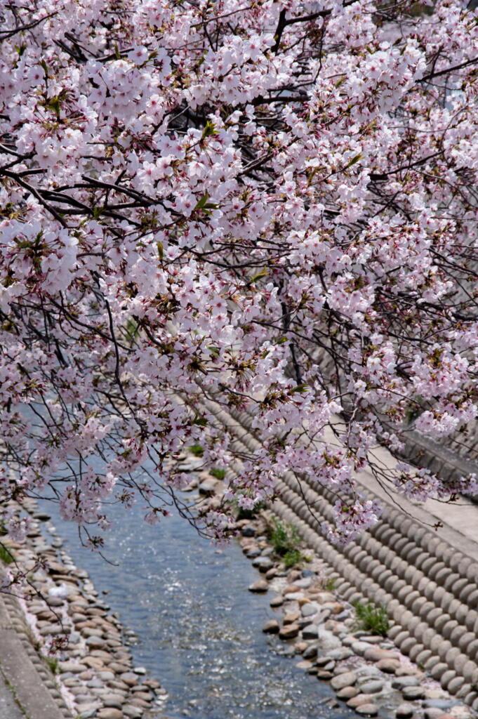 卯月　川沿い散策　その５
