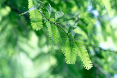 神戸市立森林植物園　ネムノキ