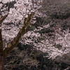 姫路城の桜