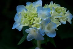 紫陽花　神戸市立森林植物園