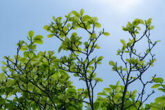神戸市立森林植物園　ハクモクレンの新緑　その２